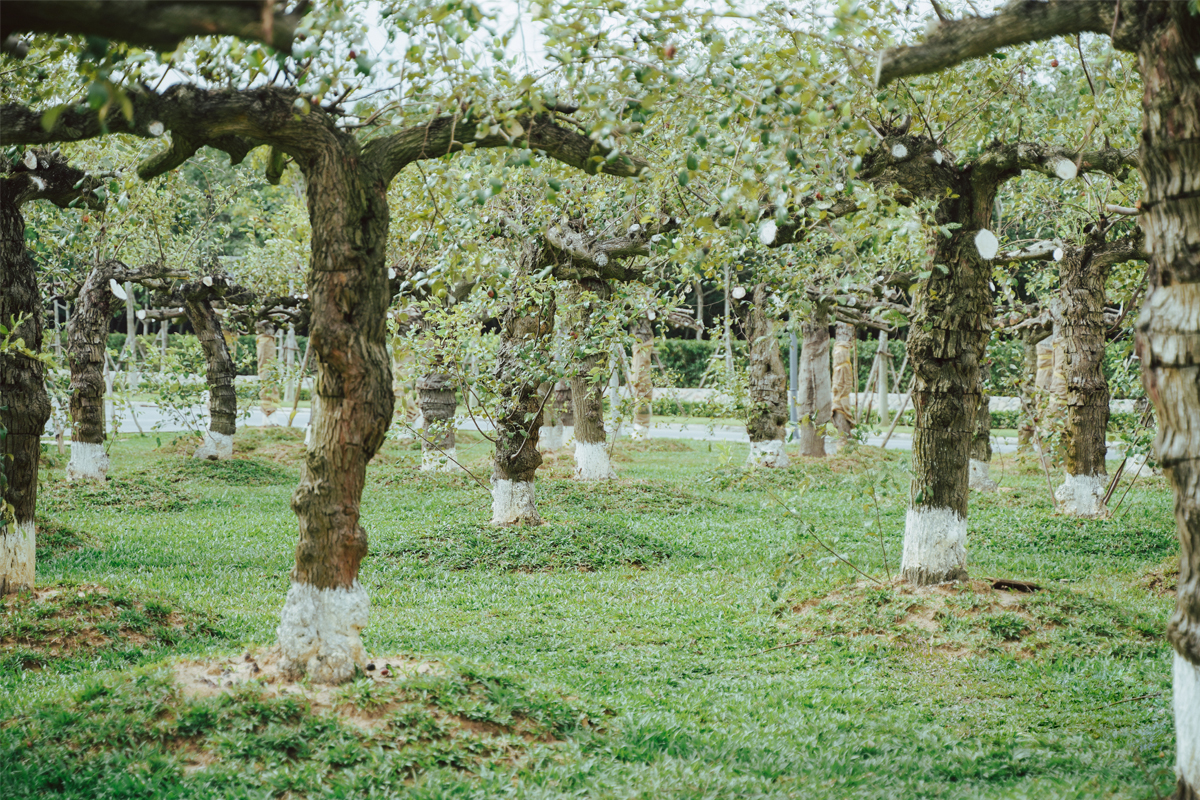 Vườn táo cổ